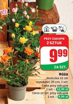 Róża różne kolory promocja w Dino
