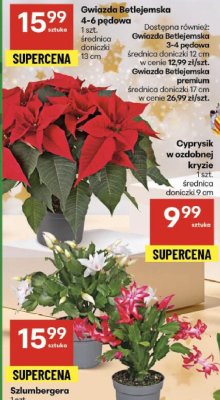 Gwiazda Betlejemska 4-6 pędowa 1 szt. średnica doniczki 13 cm promocja w Delikatesy Centrum