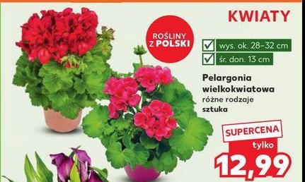 Pelargonia wielkokwiatowa promocja w Kaufland