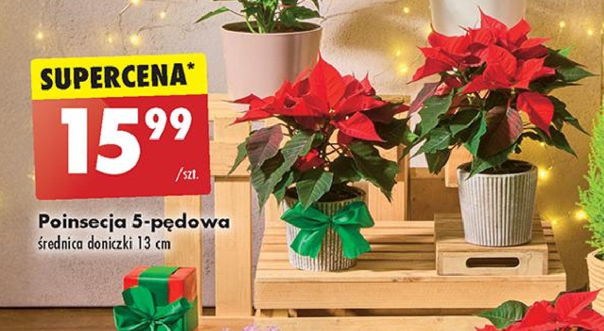 Poinsecja 5 pędowa promocja