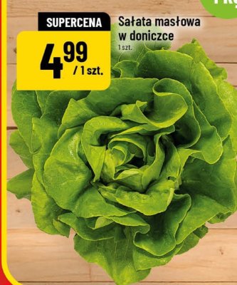 Sałata masłowa w doniczce promocja w POLOmarket