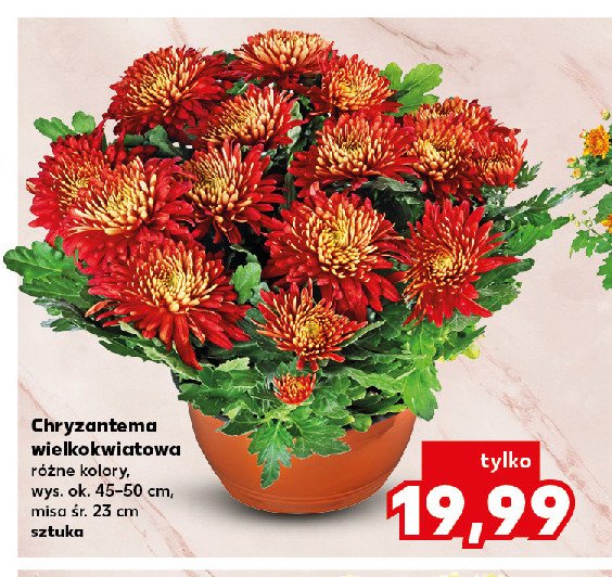 Chryzantema wielkokwiatowa 23 cm promocja w Kaufland