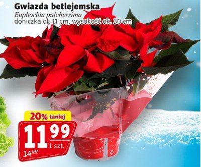 Gwiazda Gwiazda betlejemska Euphorbia pulcherrima doniczka ok 11 cm, wysokość ok. 30 cm promocja w Prim Market