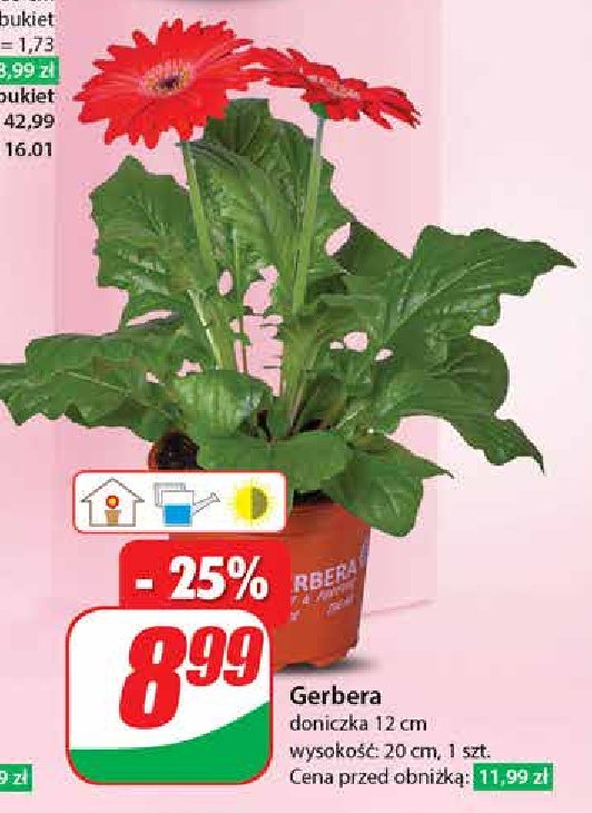 Gerbera 12 cm promocja w Dino