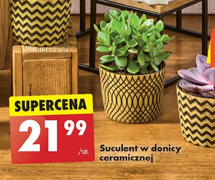 Suculent w doniczce ceramicznej promocja