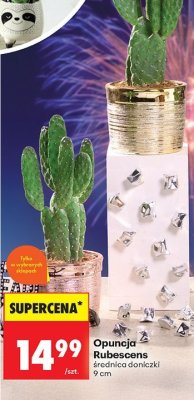 Opuncja Rubescens promocja w Biedronka