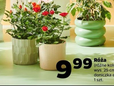 Róża różne kolory promocja w Netto