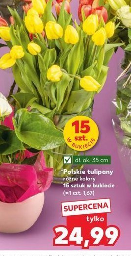 Tulipany polskie 35 cm promocja w Kaufland