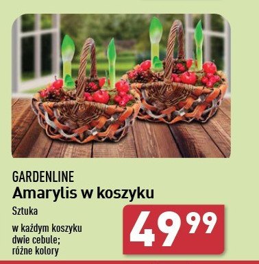 Amarylis w koszyku GARDEN LINE promocja w Aldi