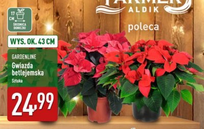Gwiazda betlejemska promocja w Aldi
