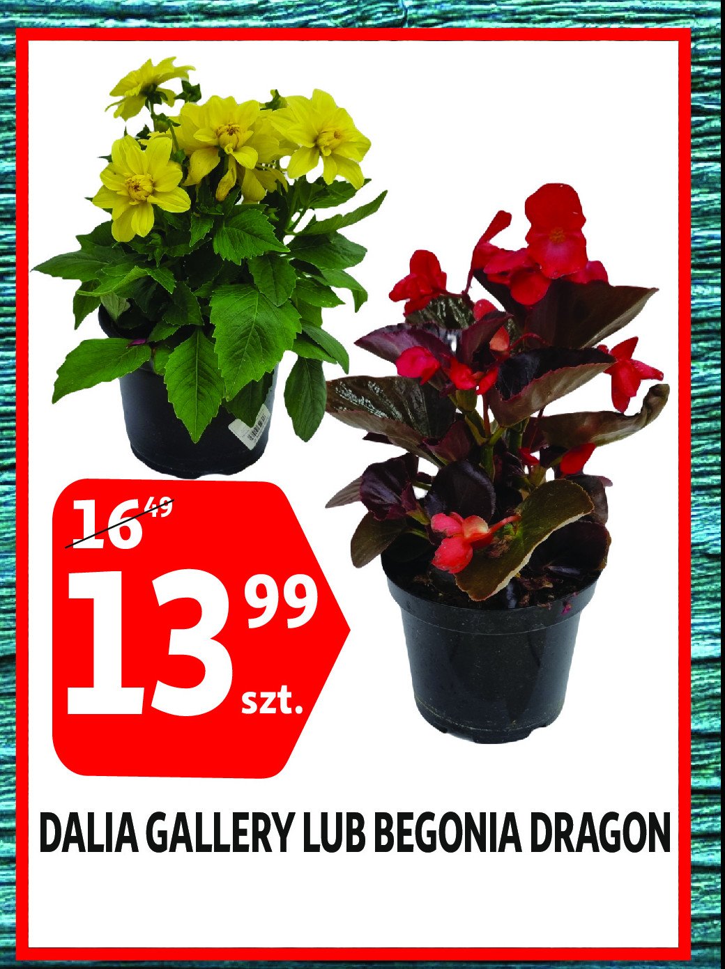 Begonia dragon don. 12 cm promocja