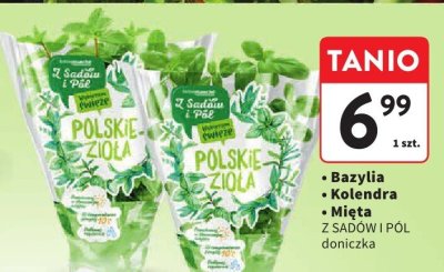 Bazylia Z SADÓW I PÓL doniczka promocja w Intermarche