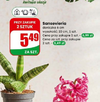 Sansevieria doniczka 6 cm promocja w Dino