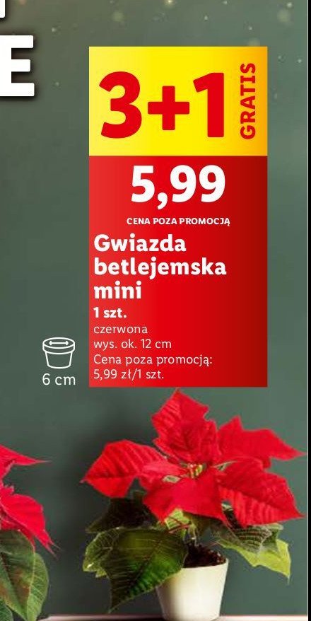 Gwiazda betlejemska don. 6 cm promocja w Lidl