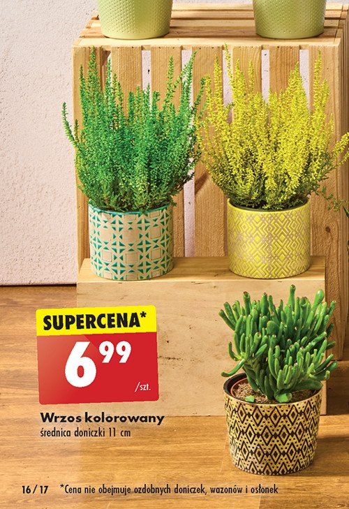 Wrzos kolorowy don. 11 cm promocja