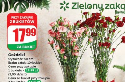 Goździki bukiet 10 szt. promocja w Dino