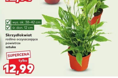 Skrzydłokwiat roślina oczyszczająca powietrze promocja w Kaufland