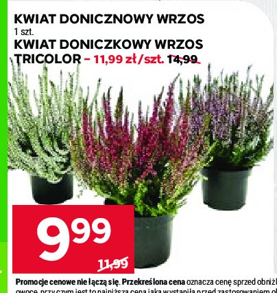 Wrzos 3-kolorowy promocja