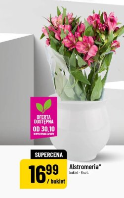 Alstromeria bukiet 6 szt. promocja w POLOmarket