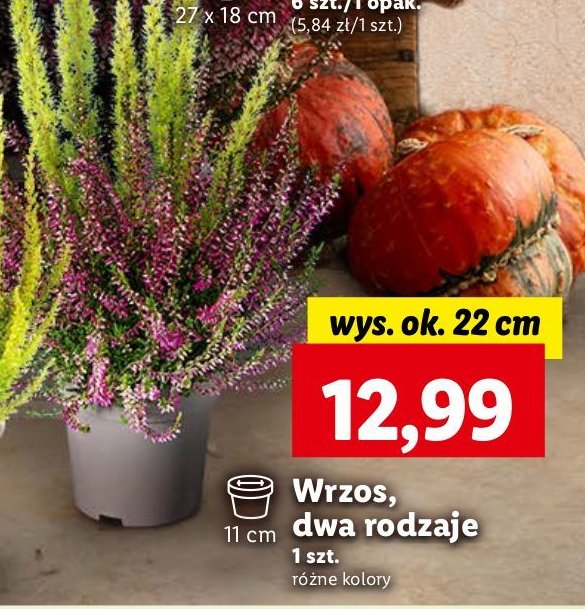 Wrzosiec 22 cm promocja