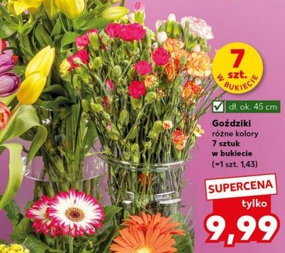 Gożdziki promocja w Kaufland