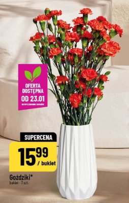 Goździki mielone Kotanyi promocja w POLOmarket