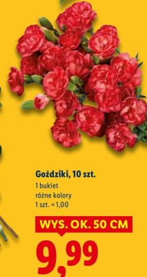 Goździki 10 szt. 50 cm promocja w Lidl