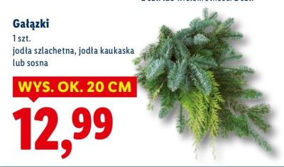 Gałązki jodła szlachetna, jodła kaukaska lub sosna promocja w Lidl