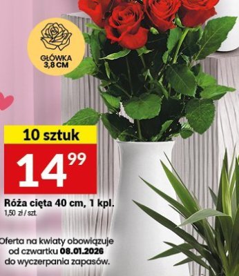 Róża cięta 40 cm, 1 kpl. - 10 sztuk promocja w Twój Market