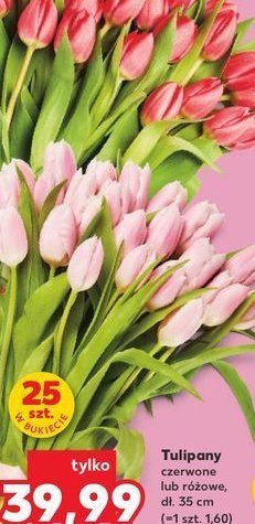 Tulipany czerwone promocja