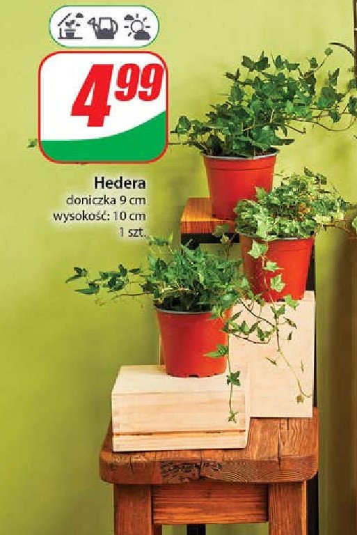 Hedera don. 9 cm promocja