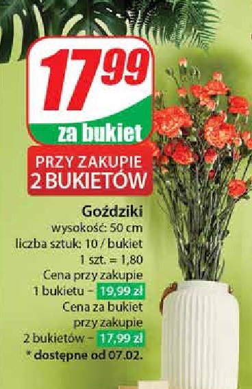 Goździki 50 cm promocja