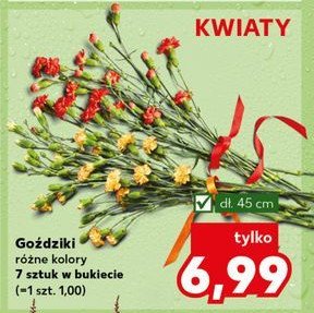 Goździk w bukiecie promocja