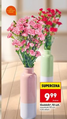 Goździk roślina 10 szt. wysokość 50 cm promocja w Biedronka