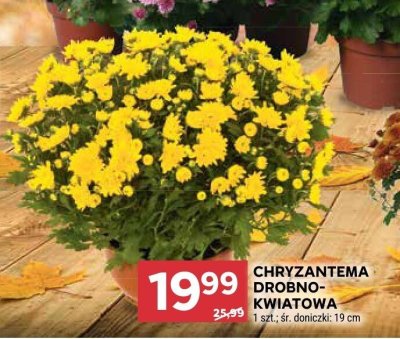 Chryzantema drobno-kwiatowa 1 szt. śr. doniczki: 19 cm promocja w Stokrotka