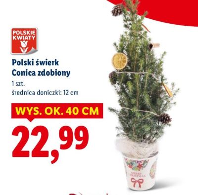 Polski świerk Conica zdobiony promocja w Lidl
