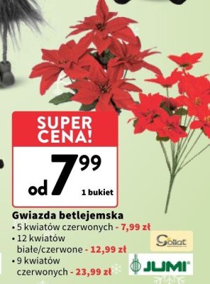 Gwiazda betlejemska Goliat, Jumi promocja w Intermarche