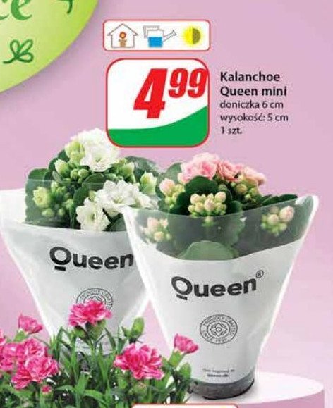 Kalanchoe queen mini promocja