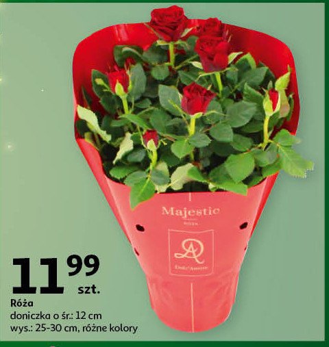 Róża don. 12 cm promocja w Auchan