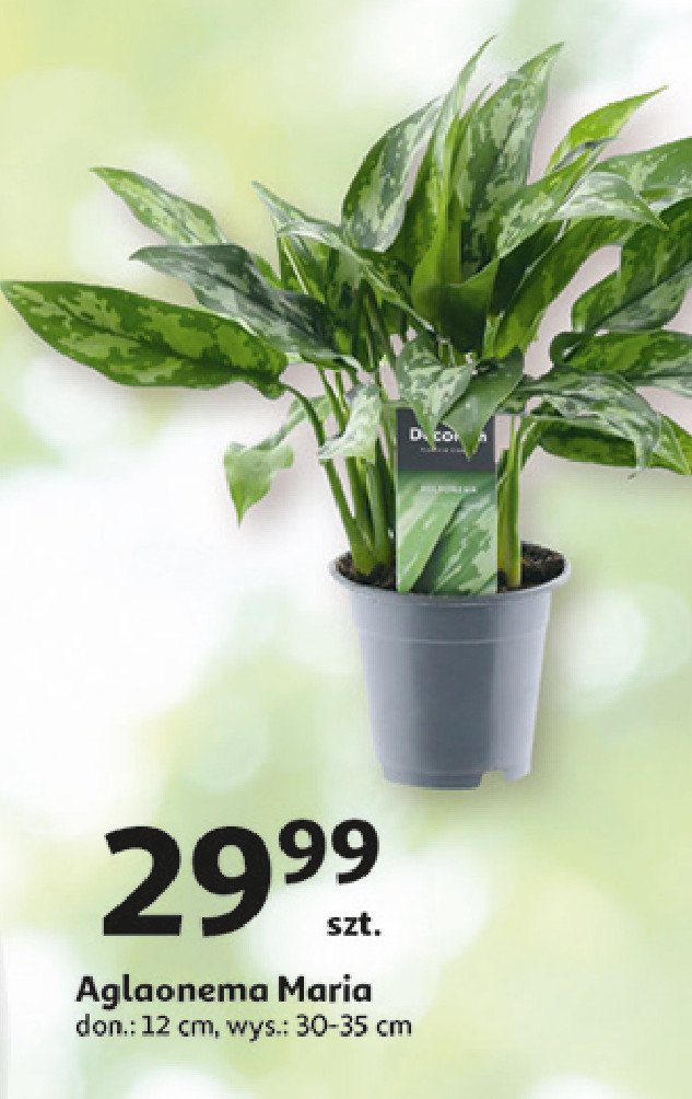 Aglaonema promocja w Auchan