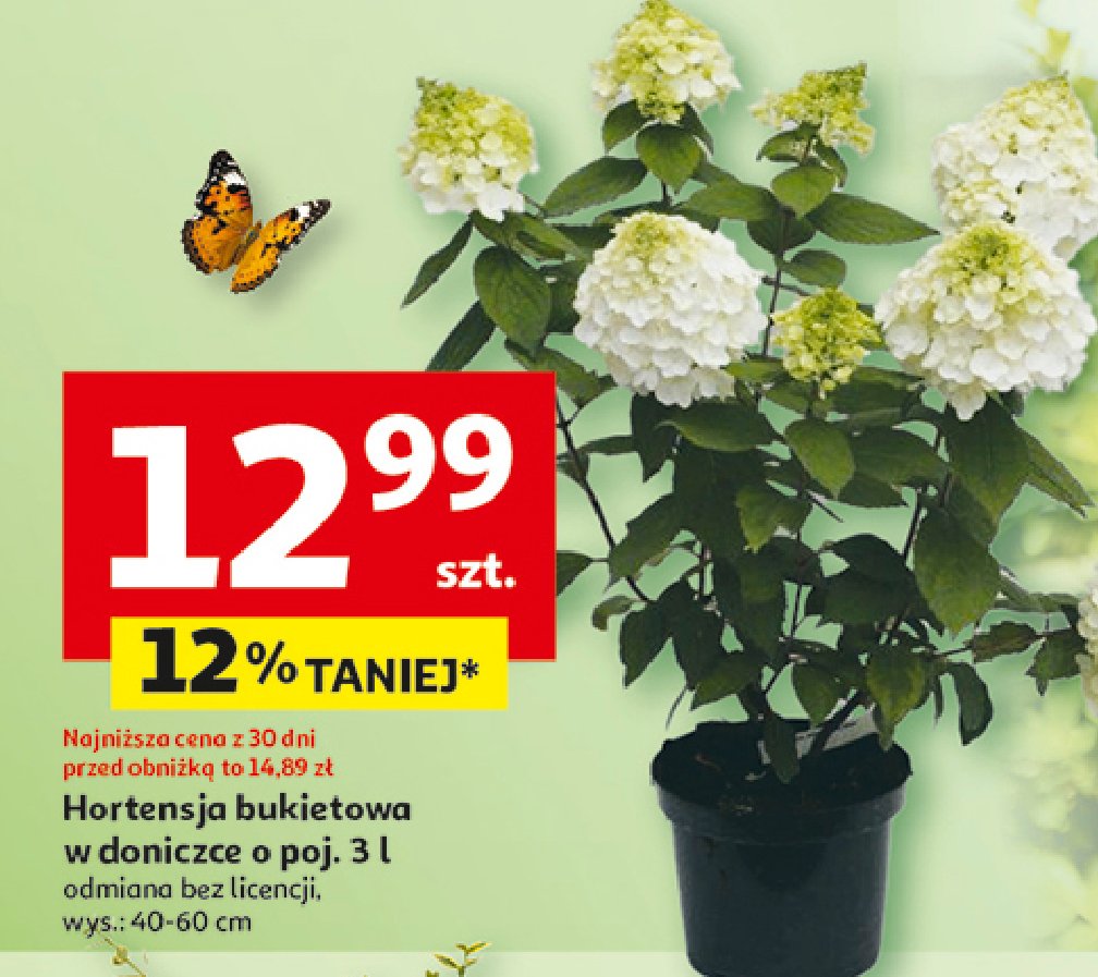 Hortensja bukietowa don. 3 l promocja w Auchan