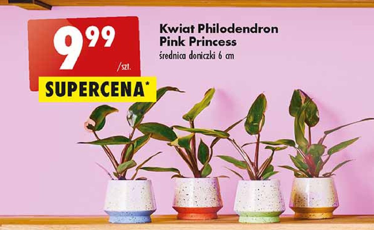 Philodendron pink princess 6 cm promocja