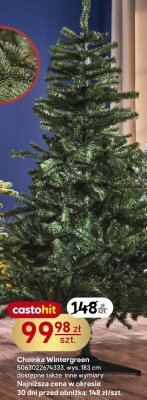 Choinka Wintergreen wys. 183 cm promocja w Castorama
