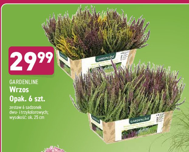 Wrzos sadzonki trzykolorowe promocja