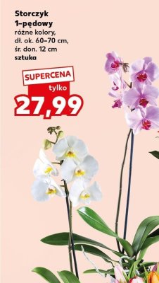 Storczyk 1-pędowy promocja w Kaufland