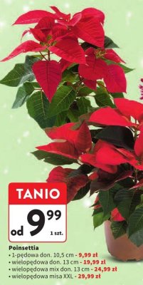 Poinsettia wielopędowa don. 13 cm promocja w Intermarche