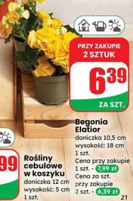 Begonia Elatior doniczka 10.5 cm wysokość: 18 cm promocja w Dino