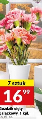 Goździk cięty gałązkowy, 1 kpl. promocja w Twój Market