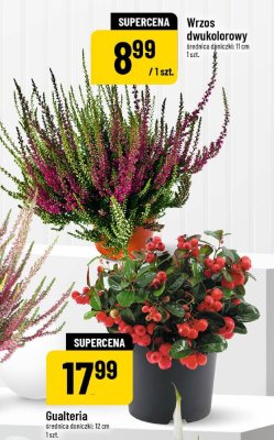 Gualteria promocja w POLOmarket