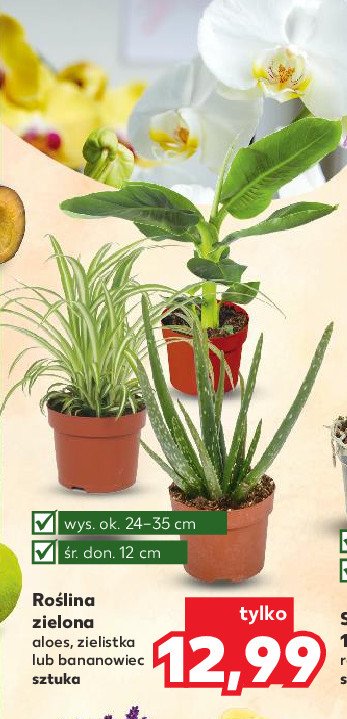 Bananowiec don. 12 cm promocja